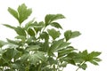 Artemisia lactiflora, White mugwort leaves isolated on white background, with clipping path