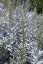 Artemisia ludoviciana Silver Queen is a flowering plant with silver leaves Royalty Free Stock Photo