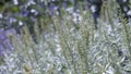 Artemisia ludoviciana Silver Queen is a flowering plant with silver leaves Royalty Free Stock Photo