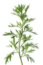 Artemisia  plant Royalty Free Stock Photo