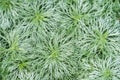 Artemisia schmidtiana or Nana is a compact, semi evergreen perennial forming a low, spreading mound, with soft, silvery leaves
