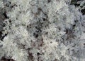 Artemisia Schmidtiana or Silver Mound background