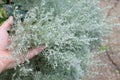 Artemisia schmidtiana Silver Mound evergreen plant