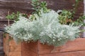 Artemisia schmidtiana Silver Mound evergreen plant