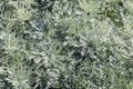 Artemisia Schmitidiana grey textured leaves for perennial aromatic herbaceous foliage Royalty Free Stock Photo