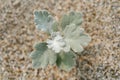 Artemisia stelleriana on the sand. A plant that is resistant to drought and frost. Royalty Free Stock Photo