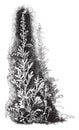 Artemisia Stelleriana vintage illustration Royalty Free Stock Photo