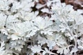 Artemisia stelleriana, wormwood plant background Royalty Free Stock Photo