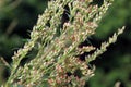 Artemisia vulgaris also known as mugwort closeup