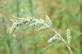 Common mugwort allergy plant flower buds