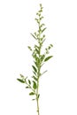 Artemisia vulgaris, common mugwort flower