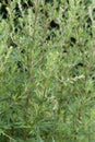 Artemisia vulgaris common mugwort weed