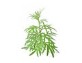 Artemisia vulgaris L, Sweet wormwood, Mugwort isolated on white background