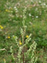 Artemisia vulgaris (mugwort, common wormwood)