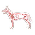 Arterial circulatory system of the dog vector Royalty Free Stock Photo