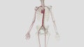 The arterial supply of the upper limb is derived from the subclavian artery