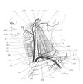 The arteries of the neck in the old book the Human Anatomy Basics, by A. Pansha, 1887, St. Petersburg