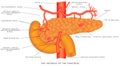 Arteries of the pancreas