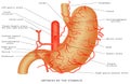 Arteries of the stomach