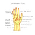 The arteries to the palmar side of the hand the scheme