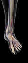 The arteries and veins of the foot Royalty Free Stock Photo