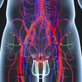 Arteries, Veins and Lymph nodes at Hip region in Human Body