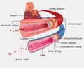 Arteries and Veins Royalty Free Stock Photo