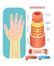 Arteriole anatomical vector illustration cross section. Circulatory system blood vessel diagram scheme on human hand silhouette.