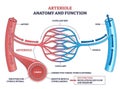 Arteriole anatomy and function shown through microcirculation, arteriole feeds capillary ... Royalty Free Stock Photo