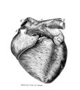 Arterior view of heart in the old book Human phisiology by H. Chapman, Philadelphia, 1887 Royalty Free Stock Photo