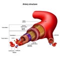 Artery structure with the name of all structural elements. Vector illustration Royalty Free Stock Photo