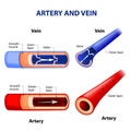 Artery and vein.