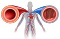 Artery And Vein Human Circulation