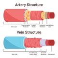 Artery vs vein structure. Anatomical differences of blood vessels. Royalty Free Stock Photo