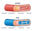 Artery vs vein structure compared with anatomical differences outline diagram