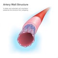 Artery Wall Structure.