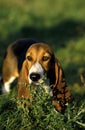 Artesian Norman Basset or Basset Artesian Normand