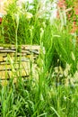 Artesian well and bucket. Royalty Free Stock Photo