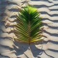 Artful arrangement of palm fronds on sandy beach