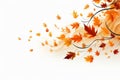 Artful composition of autumn leaves, set against a pristine white background. The varied shapes, colors, and textures of the Royalty Free Stock Photo