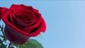 An Artful Depiction Of A Delightfully Red Rose Against A Blue Sky AI Generative