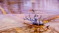 Artful Driftwood laying on the Bacterial Mats of Silex Spring in Yellowstone National Park