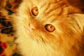 Artful red cat Royalty Free Stock Photo