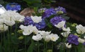 Artfully arranged tulips and hydrangeas