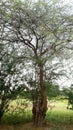 An  artfully tree  outdoors Royalty Free Stock Photo