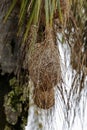 Artfully woven nests of a Red-rumped cacique in a palm tree, Iguazu Falls, Argentina Royalty Free Stock Photo