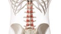 An arthritic lumbar spine Royalty Free Stock Photo
