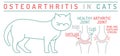 Arthritis, osteoarthritis in cats. Widespread feline disease. Common arreas affected.