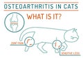 Arthritis, osteoarthritis in cats. Widespread feline disease.
