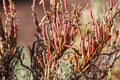 Arthrocnemum macrostachyum is a species of flowering plant in the amaranth family. It is native to coastal areas of the Royalty Free Stock Photo